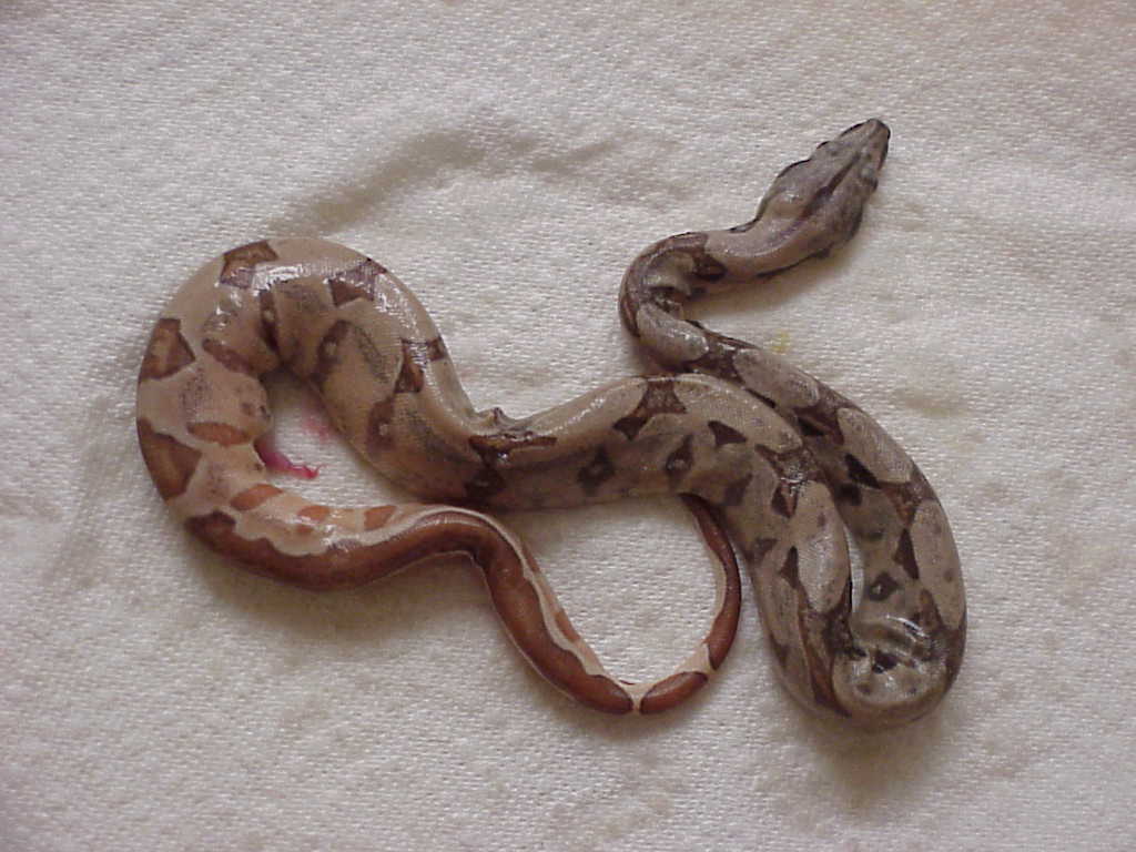 Hypo striped tail - dead