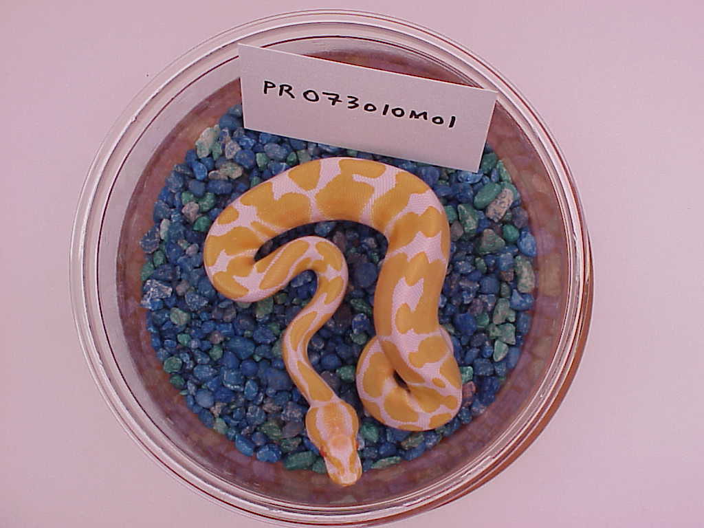 male #1-SOLD