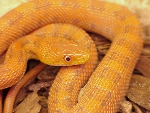 2011 male Everglades rat