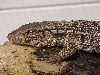 Argentine red tegu produced by me 1999