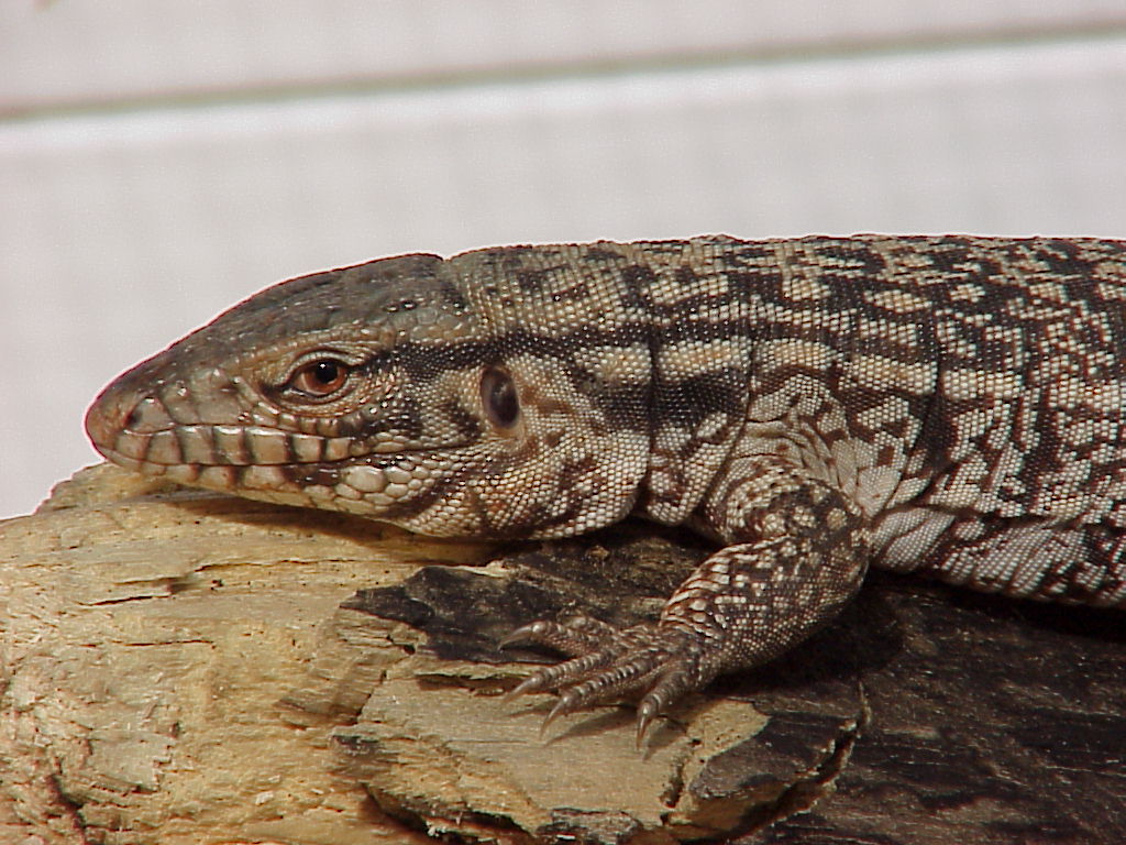 Argentine red tegu produced by me 1999