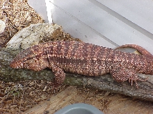 Adult female Argentine red tegu produced by RSP in 1997