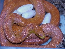 Isis X Methusela 2012 second clutch