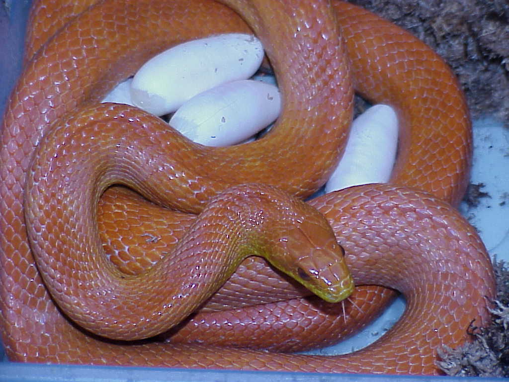 Isis X Methusela 2012 second clutch