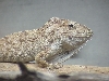 C. barbatus