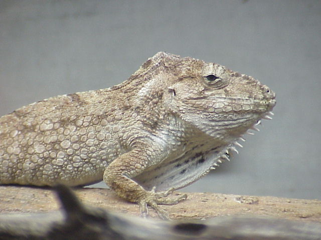 C. barbatus