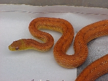 juvenile everglades ratsnake