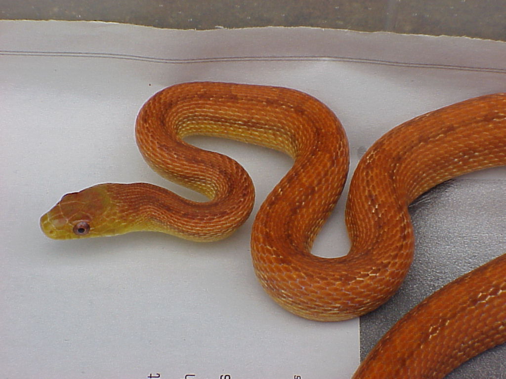juvenile everglades ratsnake