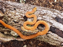 juvenile-sub adult everglades ratsnake