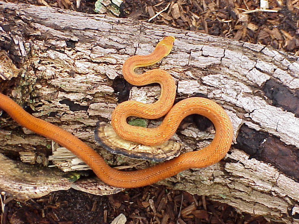 juvenile-sub adult everglades ratsnake