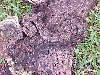 Central American type II anerytheristic boa