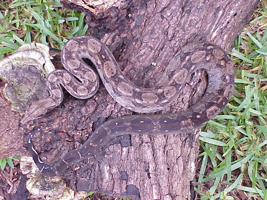 Central American type II anerytheristic boa