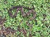 type II central american boa