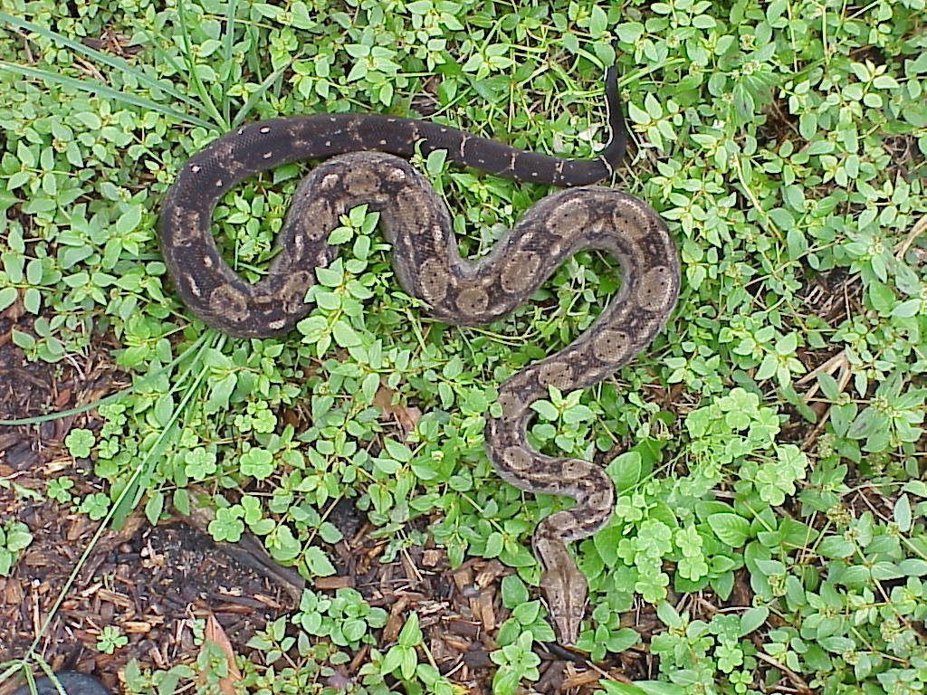 type II central american boa