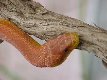 adult everglades ratsnake captive  born