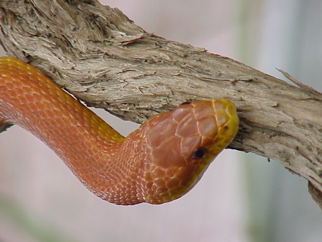 adult everglades ratsnake captive  born