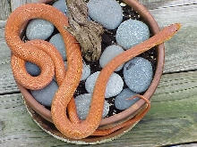 rossalleni in potted plant