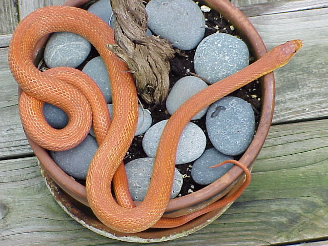rossalleni in potted plant
