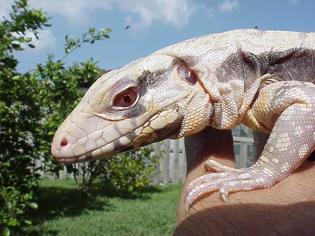 Albino blue tegu juvenile