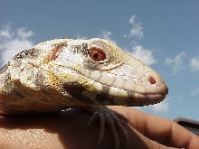 Albino Blue Tegu juvenile