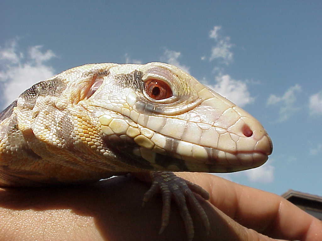 Albino Blue Tegu juvenile