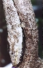 Chameleolis barbatus