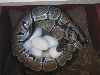 Mother of 100% het albino balls laying eggs.