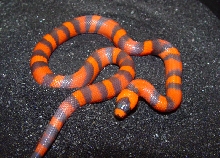 '06 Female Hypo Honduran Milksnake
