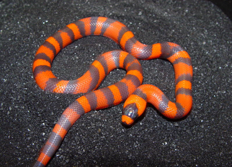 '06 Female Hypo Honduran Milksnake