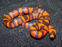 '06 Female Hypo Honduran Milksnake