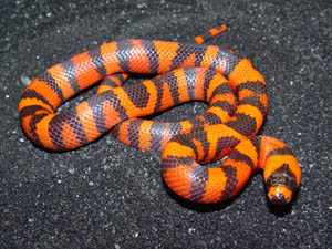 '06 Female Hypo Honduran Milksnake