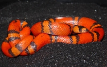 '06 Male Hypo het Albino Honduran Milksnake