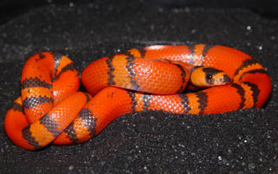 '06 Male Hypo het Albino Honduran Milksnake