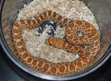 '06 Female Hypo Stillwater Bullsnake