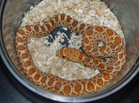 '06 Female Hypo Stillwater Bullsnake