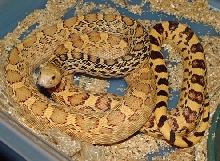 Adult Hypo Stillwater Bullsnake
