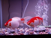 15 inch sarasa comet