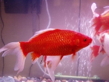 15 inch comet