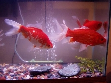 Large goldfish