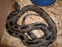 2008EdistoMale