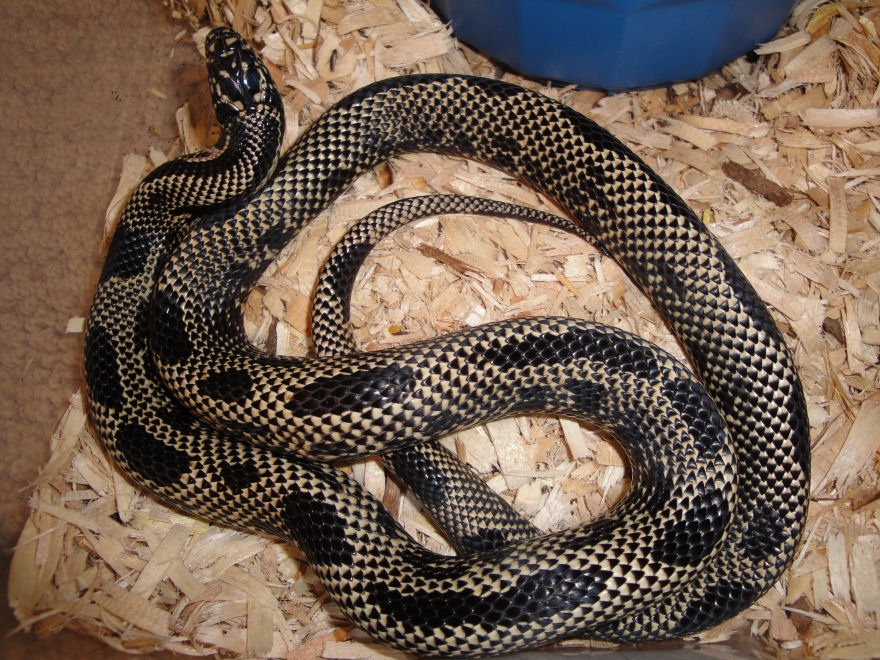 2008EdistoMale