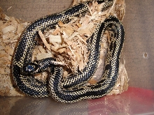 2008EdistoFemale