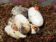 hondurans hatching