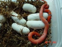 hondurans hatching