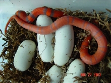 hondurans hatching