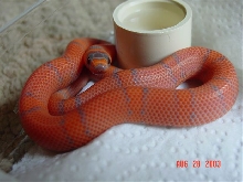 Super hypo