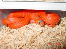 Super-hypo hondo