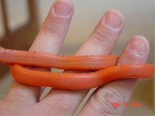 Hypo honduran 04a