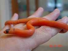 Hypo honduran 04b
