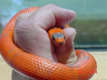 Super-hypo yearling